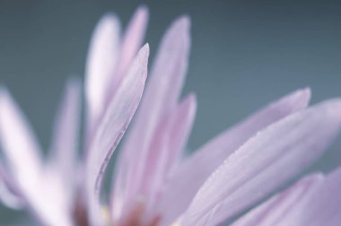 güzel arka plan bulanık pastel renk kır çiçekleri