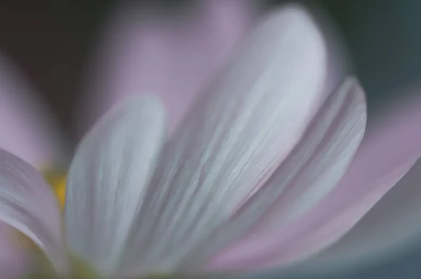 Красивий Фон Розмитого Пастельного Кольору Диких Квітів — стокове фото