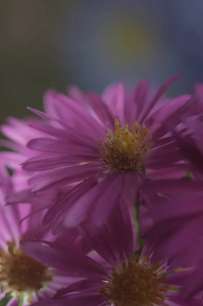 Krásné Pozadí Pastelové Barvy Podzimní Květy Aster — Stock fotografie