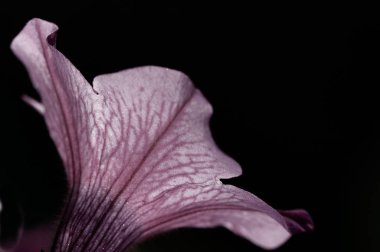 tek renkli pembe mor Petunya çiçek doğal koyu arka plan üzerinde Kapat