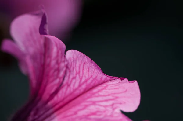 Одна Барвиста Рожева Фіолетова Квітка Петунії Крупним Планом Темному Природному — стокове фото