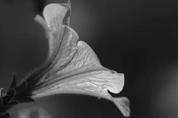 Enkelt Ryg Hvide Petunia Blomst Tæt Mørk Naturlig Baggrund - Stock-foto