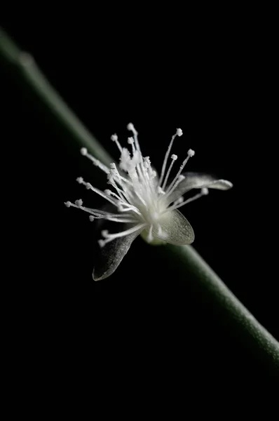 Young Sprout Small White Flower Isolated Black Background Stock Image