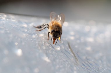 Bal arısı, apis mellifera beyaz yüzey suyu içer