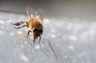 Bal arısı, apis mellifera beyaz yüzey suyu içer