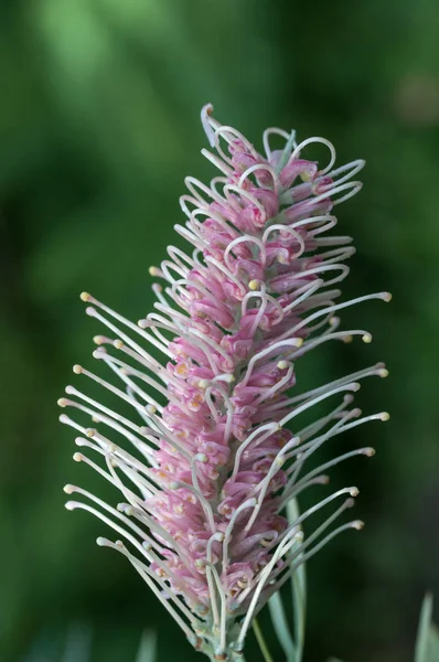 Close Australian Native Pink Grevillea Flower Sylvia Cultivar Stock Photo