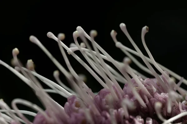 Close up of Australian native pink Grevillea flower , Sylvia cultivar