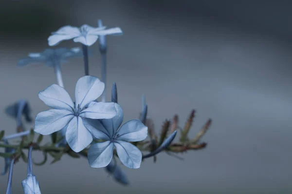 Plumbago Auriculata Cape Plumbago Cape Leadwort Blue Plumbago Naturaleza Del — Foto de Stock