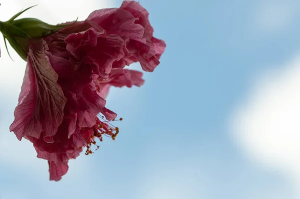 Detal Kwiat Czerwony Hibiskus Jasnym Tle Naturalny — Zdjęcie stockowe