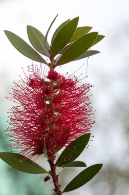 Bir kırmızı renk dikenli bottlebrush çalı Callistemon