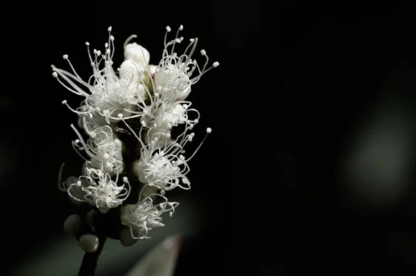 Banksia Biały Kwiat Sydey Polska Tle Naturalny Bliska — Zdjęcie stockowe