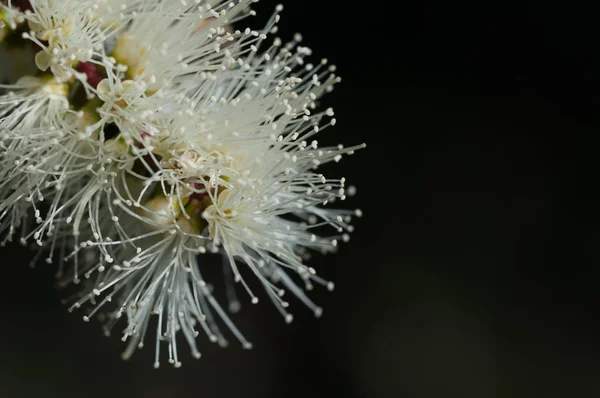 Banksia Biały Kwiat Sydey Polska Tle Naturalny Bliska — Zdjęcie stockowe