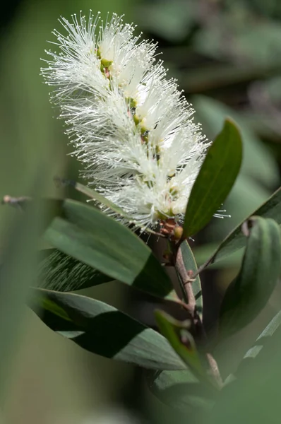 Close Van Witte Banksia Bloem Sydey Australië Natuurlijke Achtergrond — Stockfoto