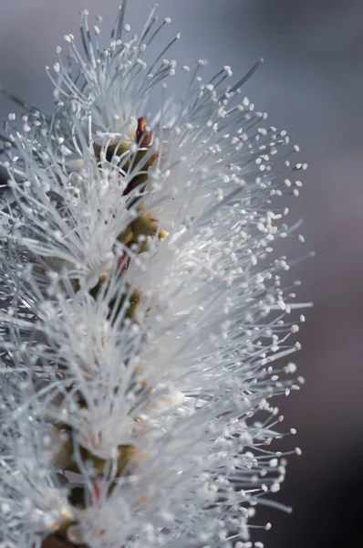 Banksia Biały Kwiat Sydey Polska Tle Naturalny Bliska — Zdjęcie stockowe