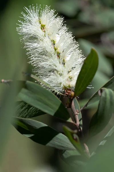 Close White Banksia Flower Sydey Australia Natural Background Stock Picture