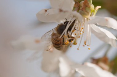 Tatlım Bee, doğal zemin üzerine beyaz kiraz çiçek pollinating apis mellifera bahar