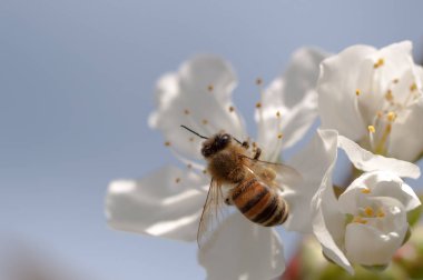 Tatlım Bee, doğal zemin üzerine beyaz kiraz çiçek pollinating apis mellifera bahar