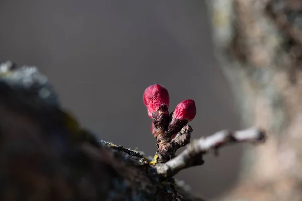 Os botões de flores de damasco em um ramo na primavera — Fotografia de Stock