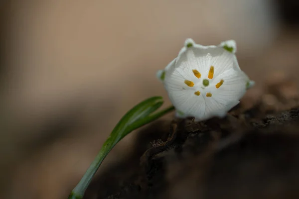Primavera hermosa floración de flores blancas de copo de nieve — Foto de Stock