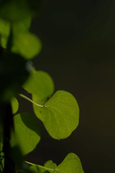 Feuilles vertes en forme de foyer rapprochées sur fond noir — Photo