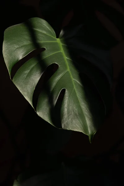 Зеленые листья закрываются на черном фоне — стоковое фото