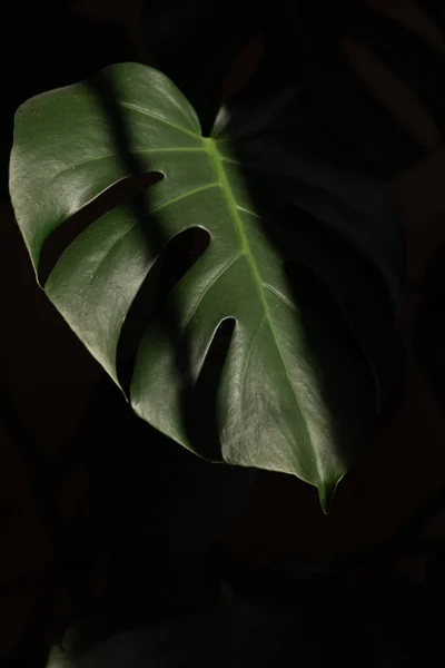 Green leaves close up on black background Royalty Free Stock Images