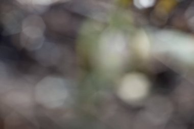 Bahar çiçek Mevsimlik arka plan pastel renk çiçek