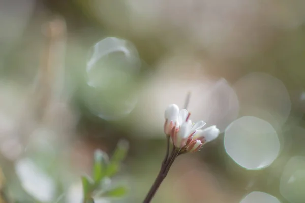 Primavera floral borrosa flor fondo pastel color — Foto de Stock