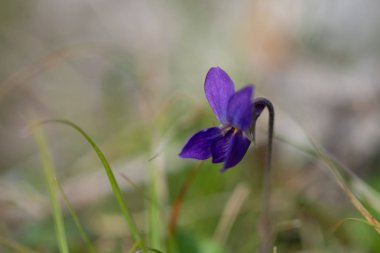 Menekşe viola odorata yakın çekim alan adam ile bahar