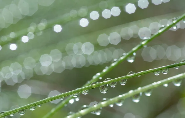 Grass esőcseppek. Öntözés gyep. Eső. Homályos fű háttér víz csepp closeup. Természet. A környezet fogalma. — Stock Fotó