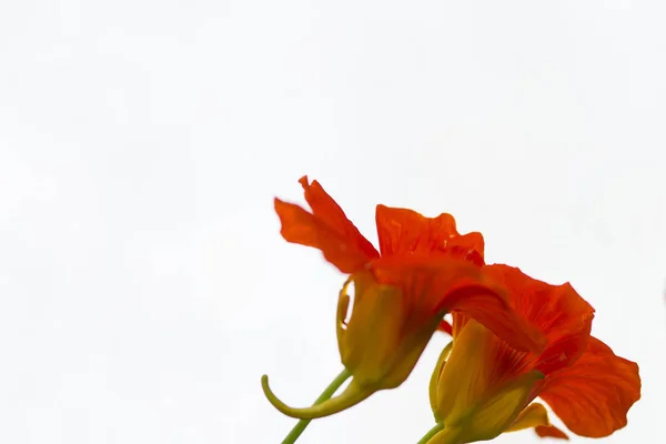 Hermosas flores de capuchina anaranjadasobre fondo blanco — Foto de Stock