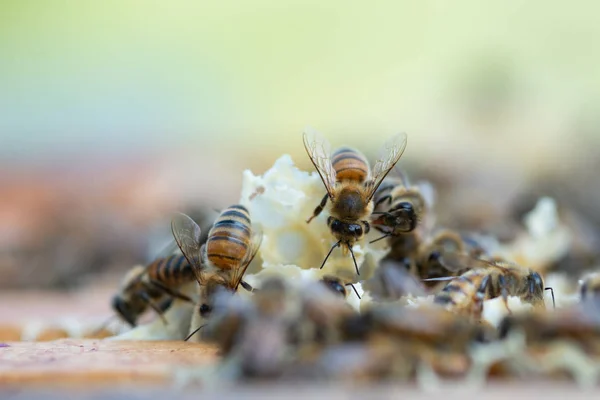 Close up view of honey bees working at honeycomb — Stock Photo, Image