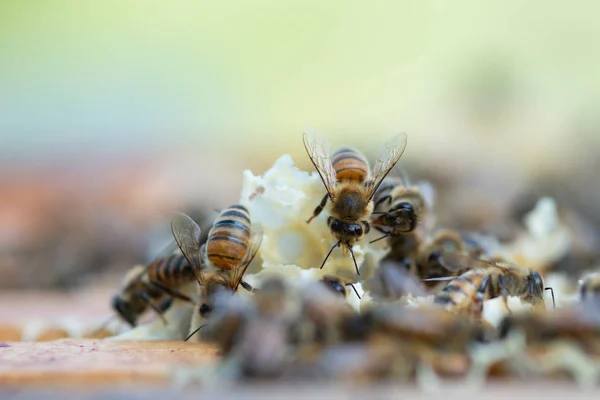 Close up view of honey bees working at honeycomb Stock Photo