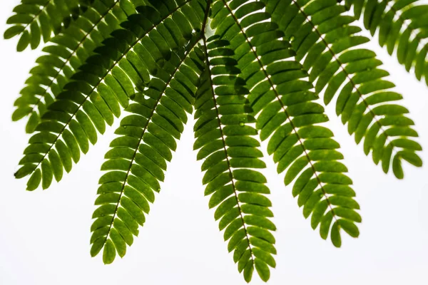 Dettaglio Foglie Acacia Albero Costantinopoli — Foto Stock