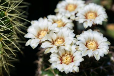 Koyu arkaplanda jimnastik kaktüsü çiçeğini kapat.