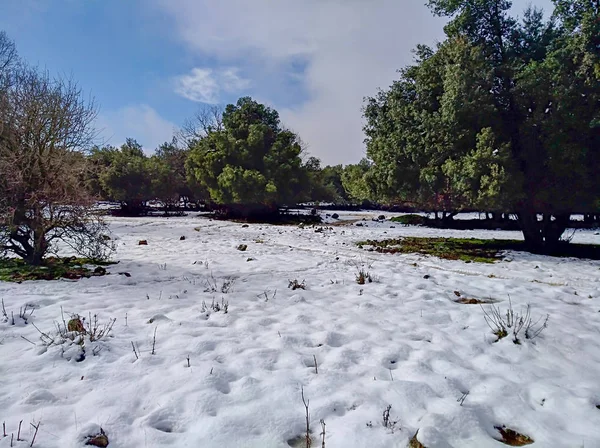 Bosque Odem Cubierto Nieve Israel Fotos Viaje Invierno —  Fotos de Stock