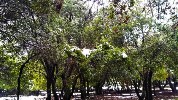 冬の旅行フォト Odem フォレスト イスラエル共和国の緑の木に雪します — ストック写真