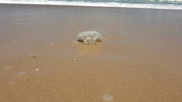 Closeup Jellyfish Beach — Stock Photo, Image