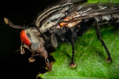 bir yaprak bir sinek portresi makro