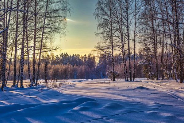 Wunderschöner Winter Nadelwald mit Schnee bedeckt — Stockfoto