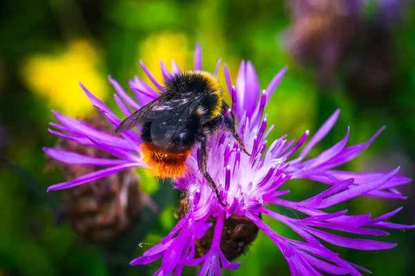 Nahaufnahme Honigbiene Insekt bestäubt Kleeblume Stockbild