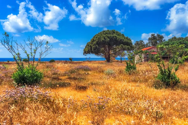 Típica casa de vacaciones amarilla en la playa griega con flores de rosas silvestres en la luz del sol colorida puesta del sol . — Foto de Stock