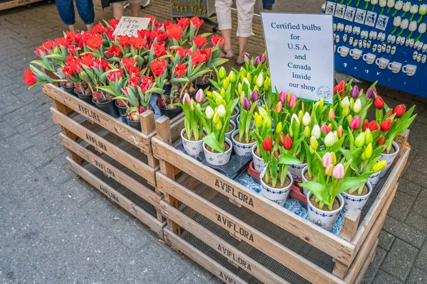 Amsterdam Maj 2018 Souvenirer Tulpaner Och Andra Blommor Den Turist — Stockfoto