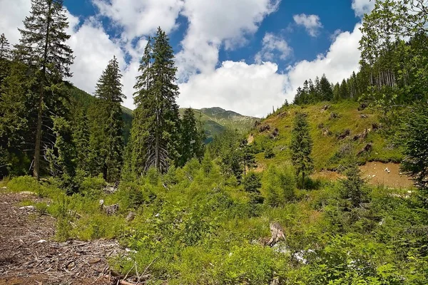 Τυπικό φυσικό τοπίο στην κοιλάδα Ziarska, στο δυτικό Tatras στη Σλοβακία. — Φωτογραφία Αρχείου