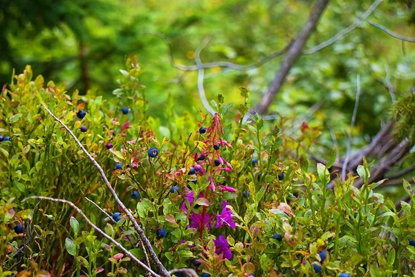 Plante de afine coapte în zone montane de natură slovacă . — Fotografie, imagine de stoc