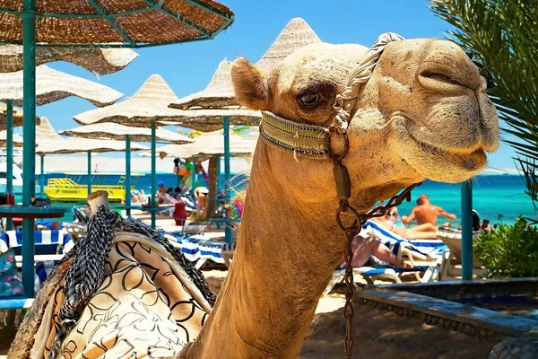 Atração da praia no Bella Vista Resorte em Hurghada - camelo . — Fotografia de Stock