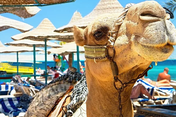 Grande atração de todas as praias do Egito camelo . — Fotografia de Stock