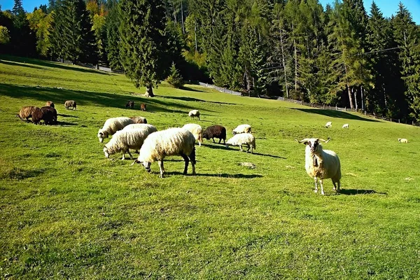Slovakya Cutkovska valley yakınındaki bir yeşil çayır üzerinde birden fazla koyun sıyrılmak.