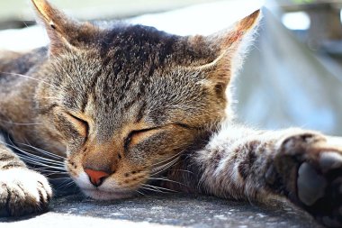 Doyurucu bir yemekten sonra uyuyan kedi. Onun adı Lola.