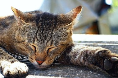 Doyurucu bir yemekten sonra uyuyan kedi. Onun adı Lola.